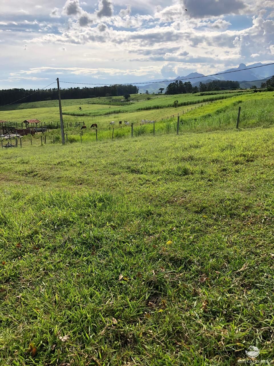 Sítio, 39 hectares - Foto 4