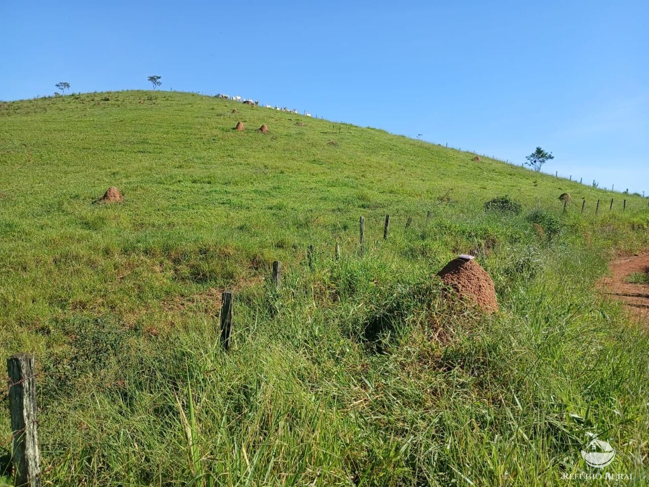 Fazenda, 435 hectares - Foto 12