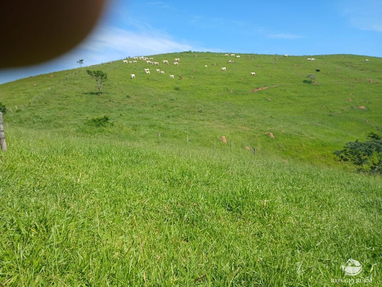 Fazenda, 435 hectares - Foto 9