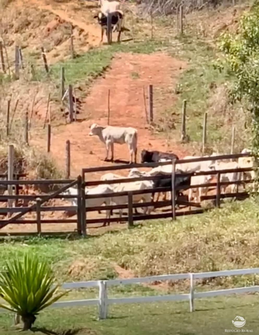 Fazenda à venda com 2 quartos, 2420000m² - Foto 12