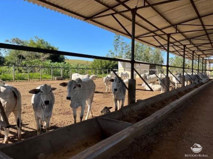 Fazenda à venda com 3 quartos, 2565200m² - Foto 20