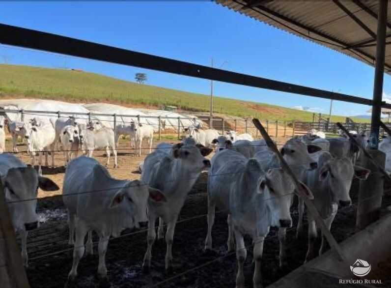 Fazenda à venda com 3 quartos, 2565200m² - Foto 19