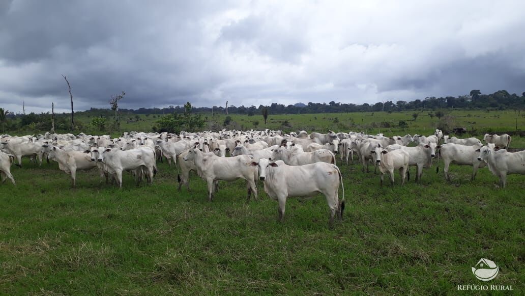 Fazenda à venda com 8 quartos, 208000000m² - Foto 5