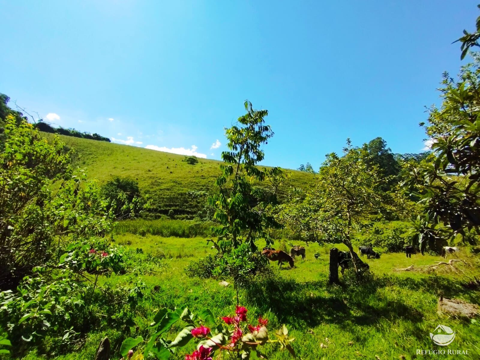 Fazenda à venda com 1 quarto, 104000m² - Foto 3