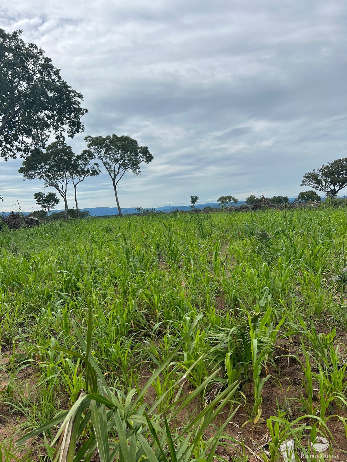 Fazenda à venda com 3 quartos, 46060400m² - Foto 1