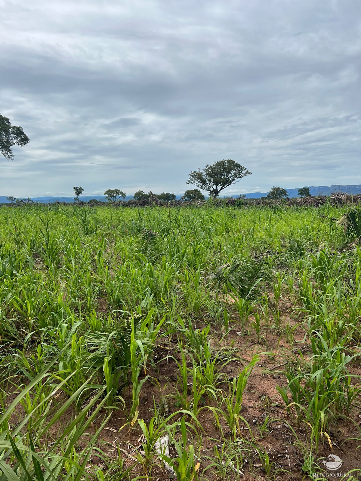 Fazenda à venda com 3 quartos, 46060400m² - Foto 11