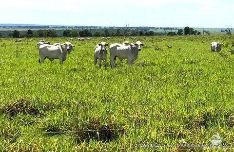 Fazenda à venda com 17 quartos, 94750000m² - Foto 22