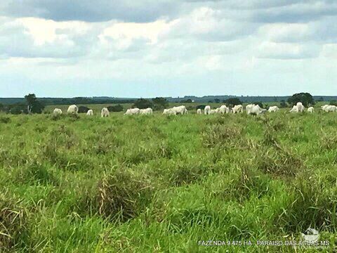 Fazenda à venda com 17 quartos, 94750000m² - Foto 19