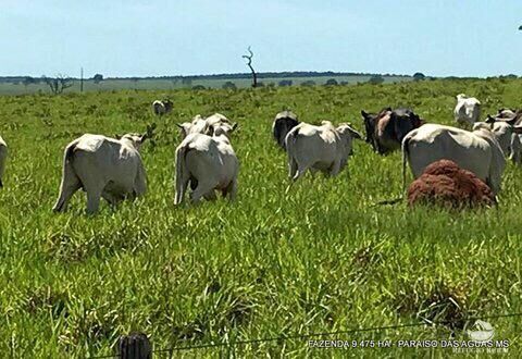 Fazenda à venda com 17 quartos, 94750000m² - Foto 14