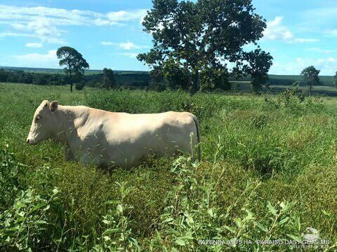 Fazenda à venda com 17 quartos, 94750000m² - Foto 8