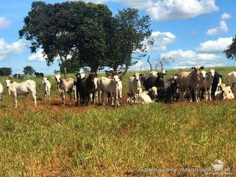 Fazenda à venda com 17 quartos, 94750000m² - Foto 1