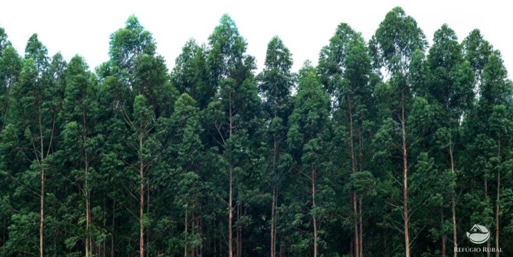 Fazenda-Sítio-Chácara, 8712 hectares - Foto 6