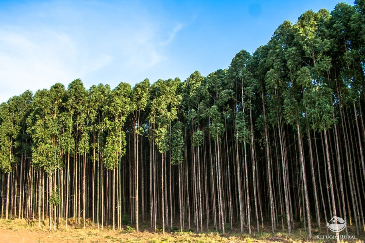 Fazenda-Sítio-Chácara, 8712 hectares - Foto 1