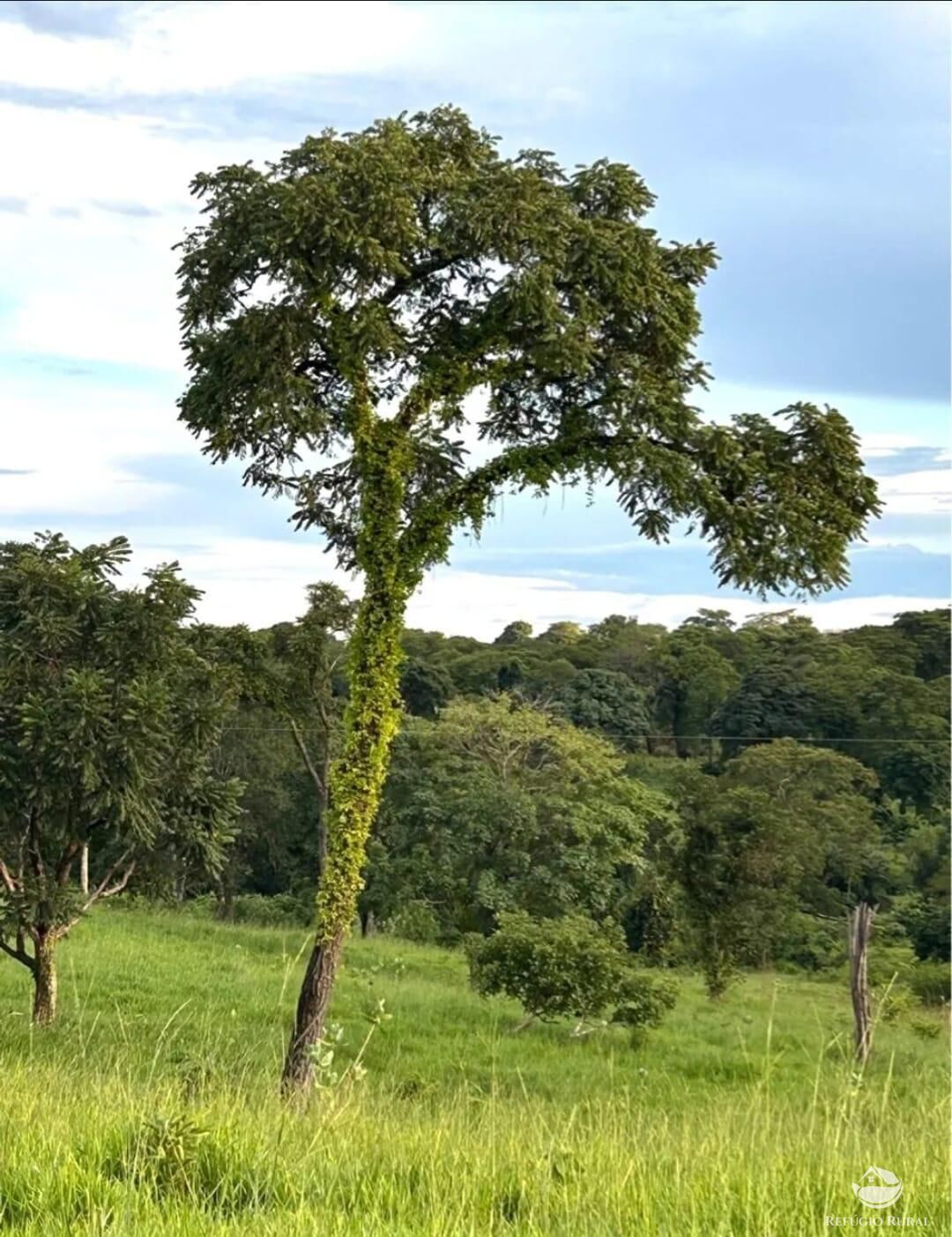 Fazenda à venda com 3 quartos, 8833000m² - Foto 7