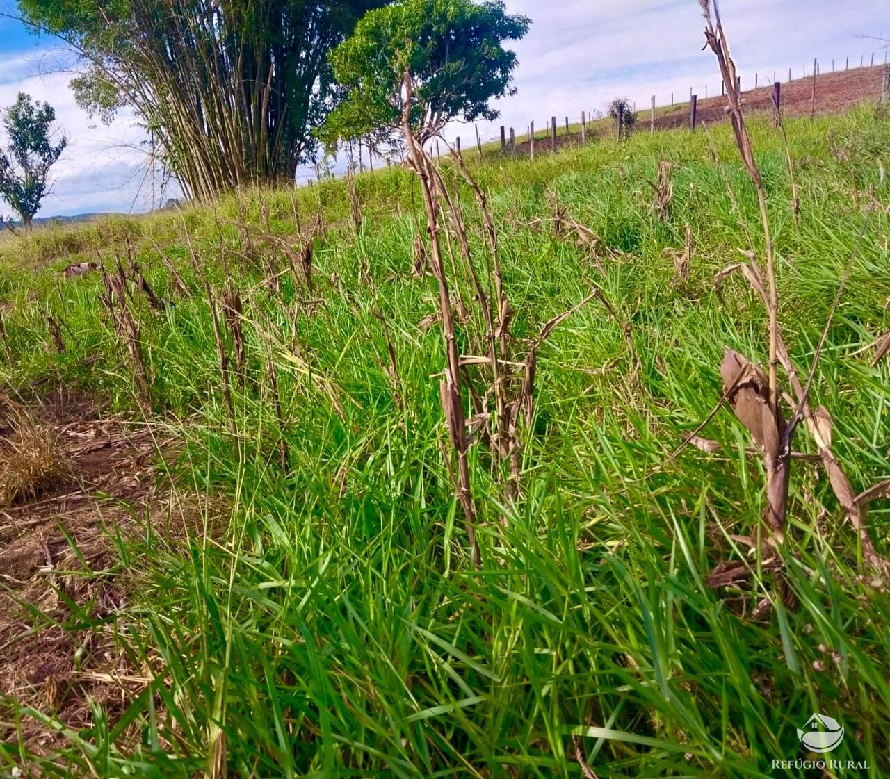 Chácara, 2 quartos, 2 hectares - Foto 15