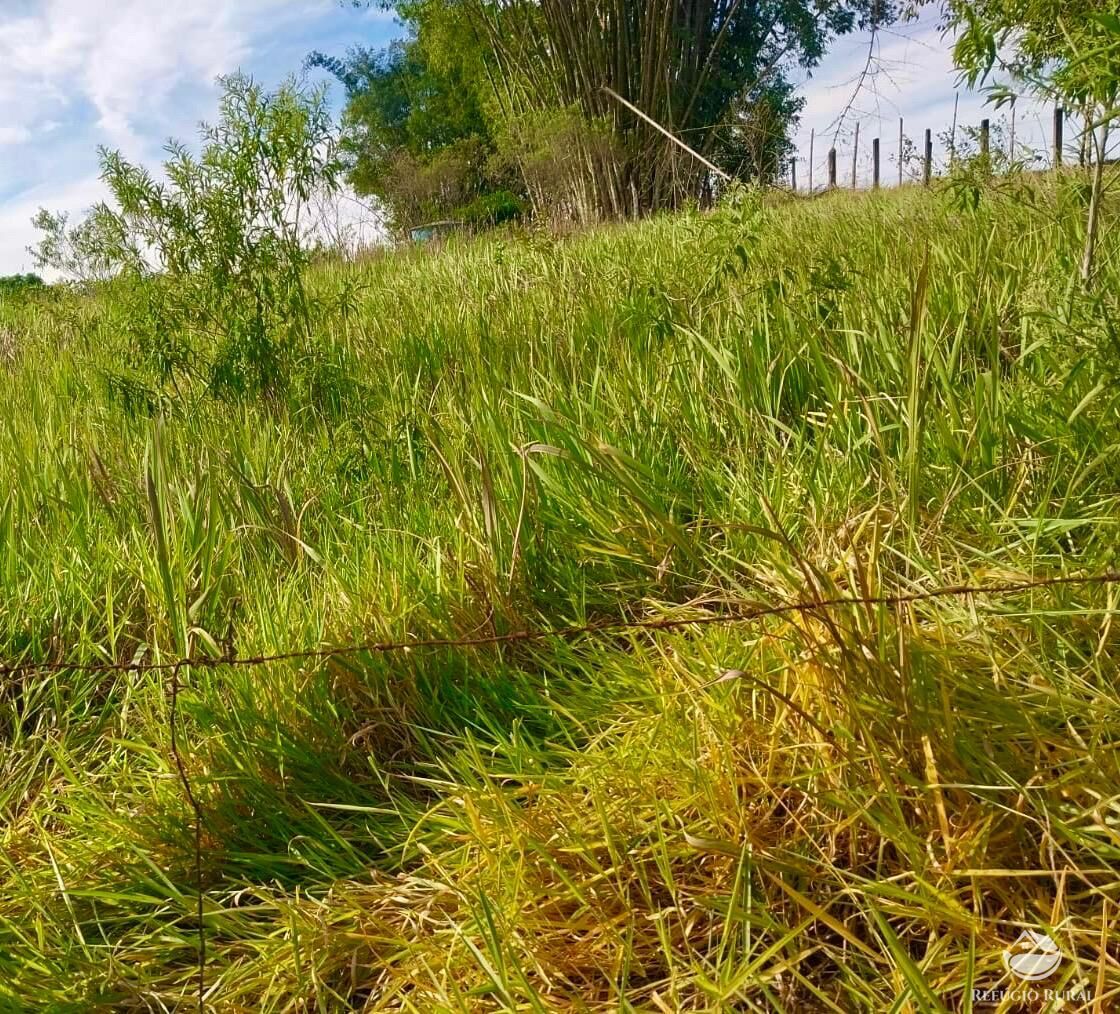 Chácara, 2 quartos, 2 hectares - Foto 11