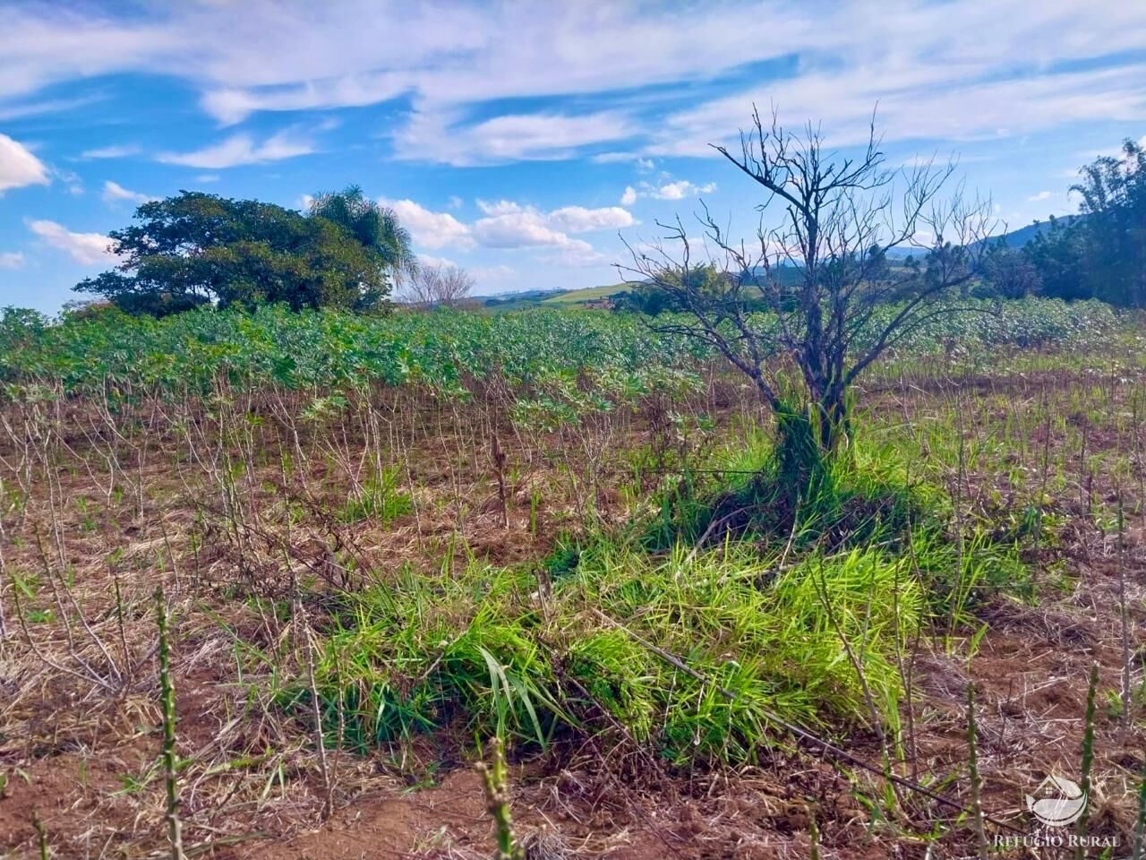 Chácara, 2 quartos, 2 hectares - Foto 21