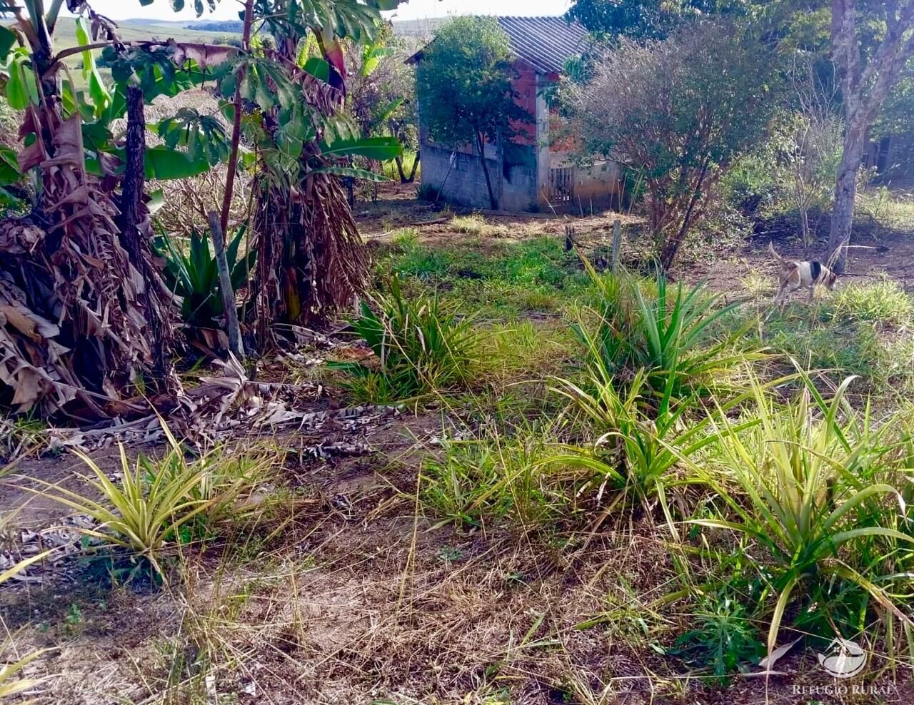 Chácara, 2 quartos, 2 hectares - Foto 9