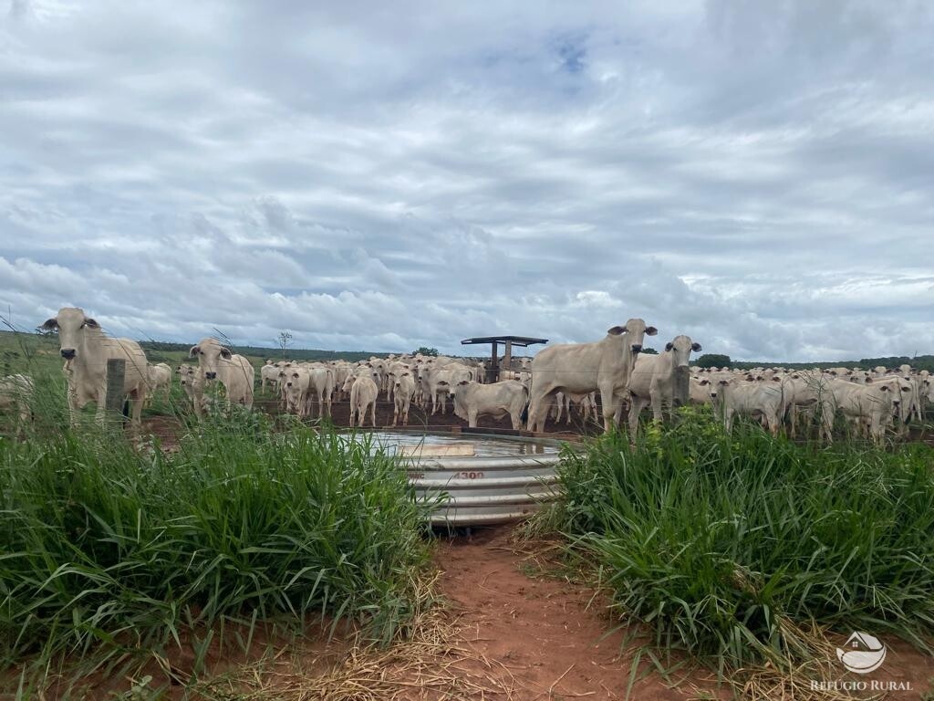 Fazenda à venda com 1 quarto, 83000000m² - Foto 8