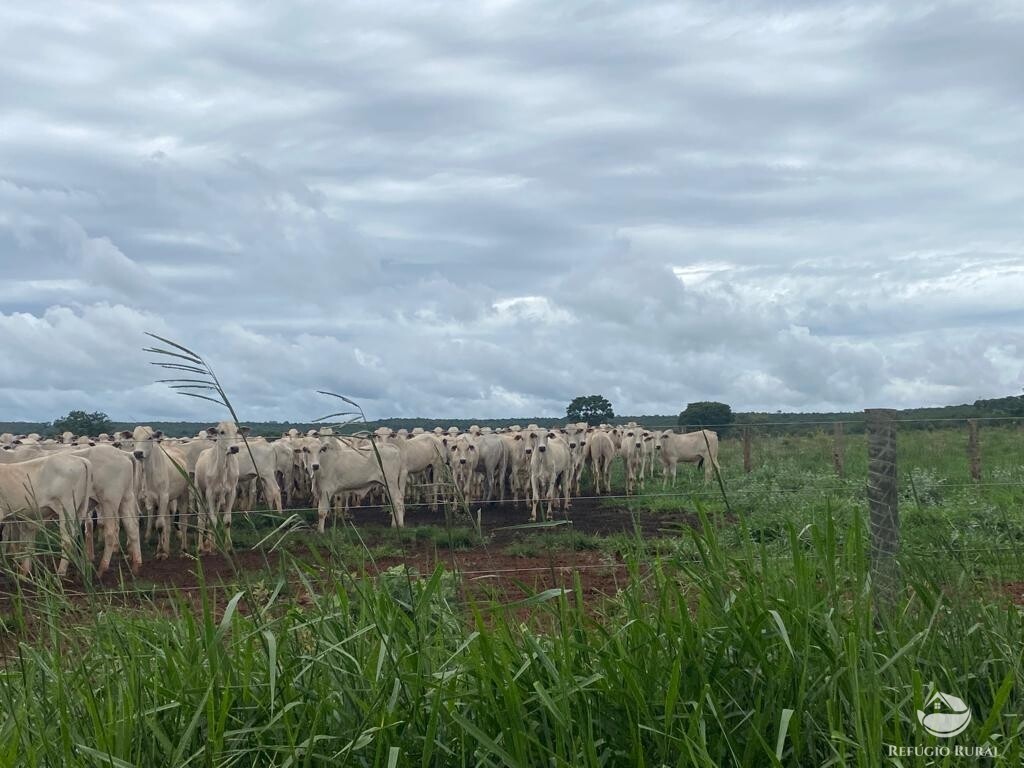 Fazenda à venda com 1 quarto, 83000000m² - Foto 1