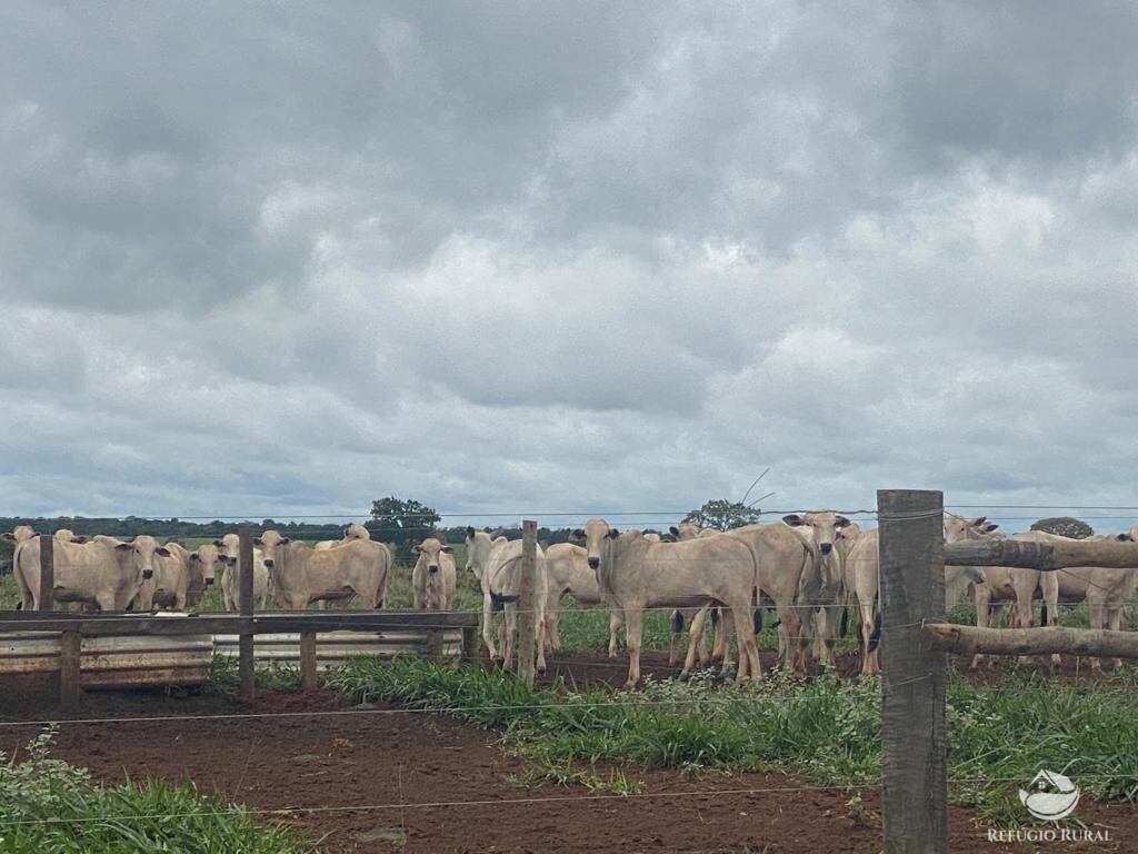 Fazenda à venda com 1 quarto, 83000000m² - Foto 9