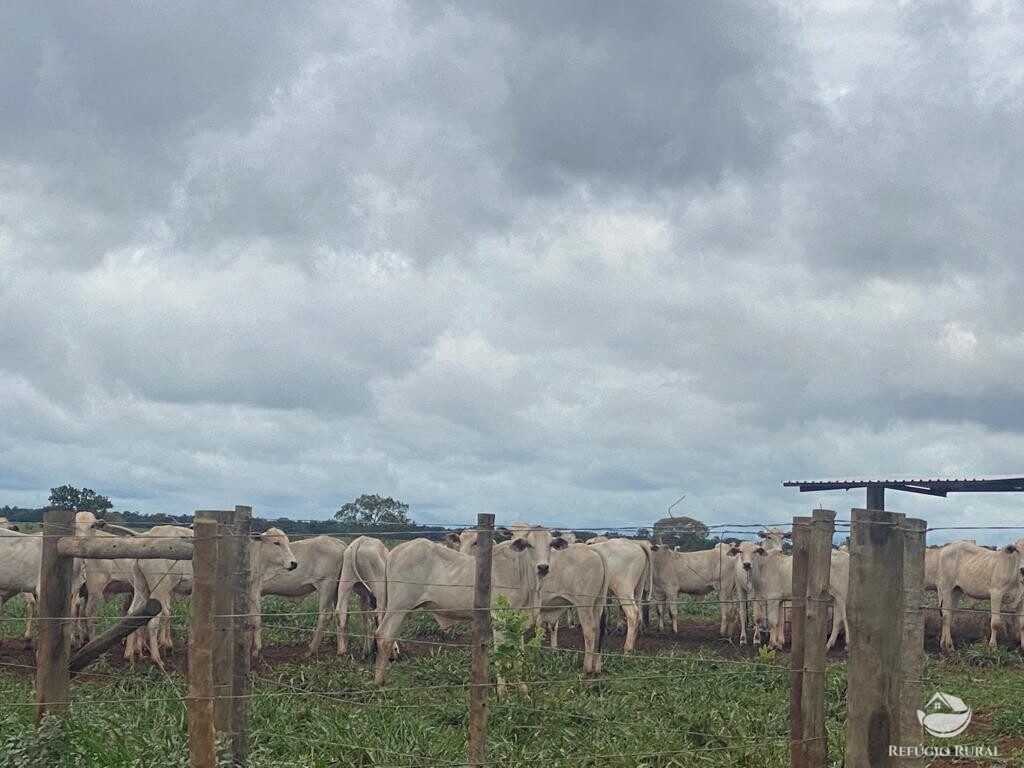 Fazenda à venda com 1 quarto, 83000000m² - Foto 7