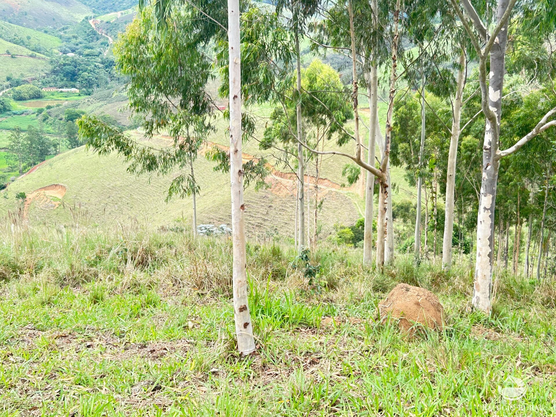 Terreno à venda, 20000m² - Foto 4