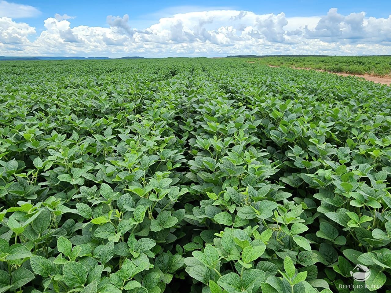 Fazenda à venda com 3 quartos, 22800000m² - Foto 1