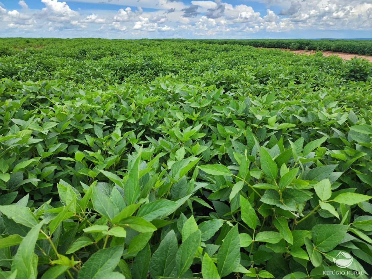 Fazenda à venda com 3 quartos, 22800000m² - Foto 4