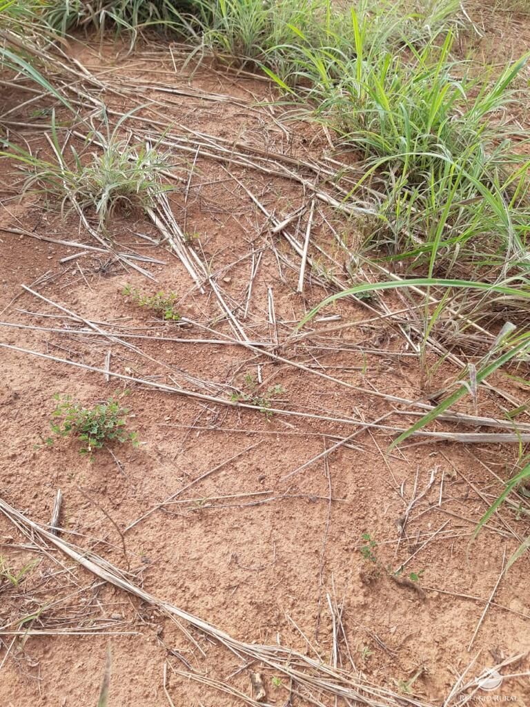 Fazenda à venda com 3 quartos, 64000000m² - Foto 11