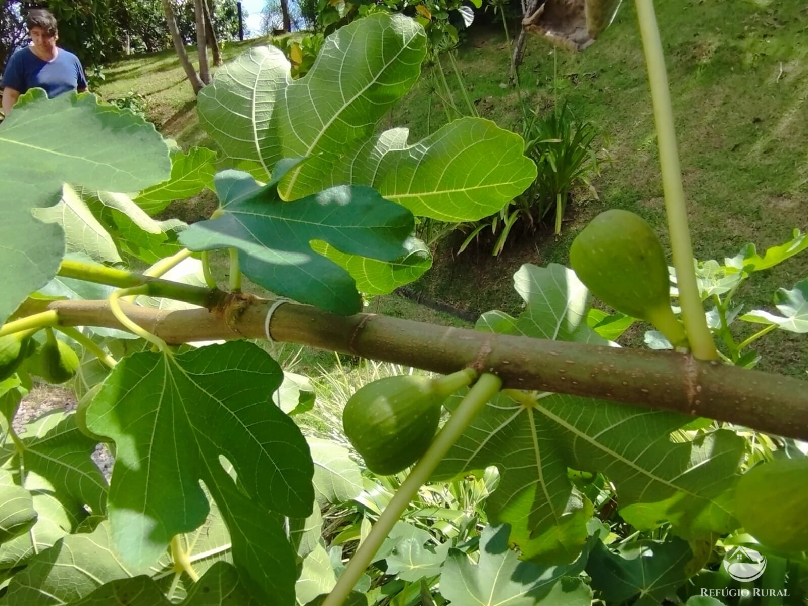 Fazenda à venda com 3 quartos, 11000m² - Foto 5