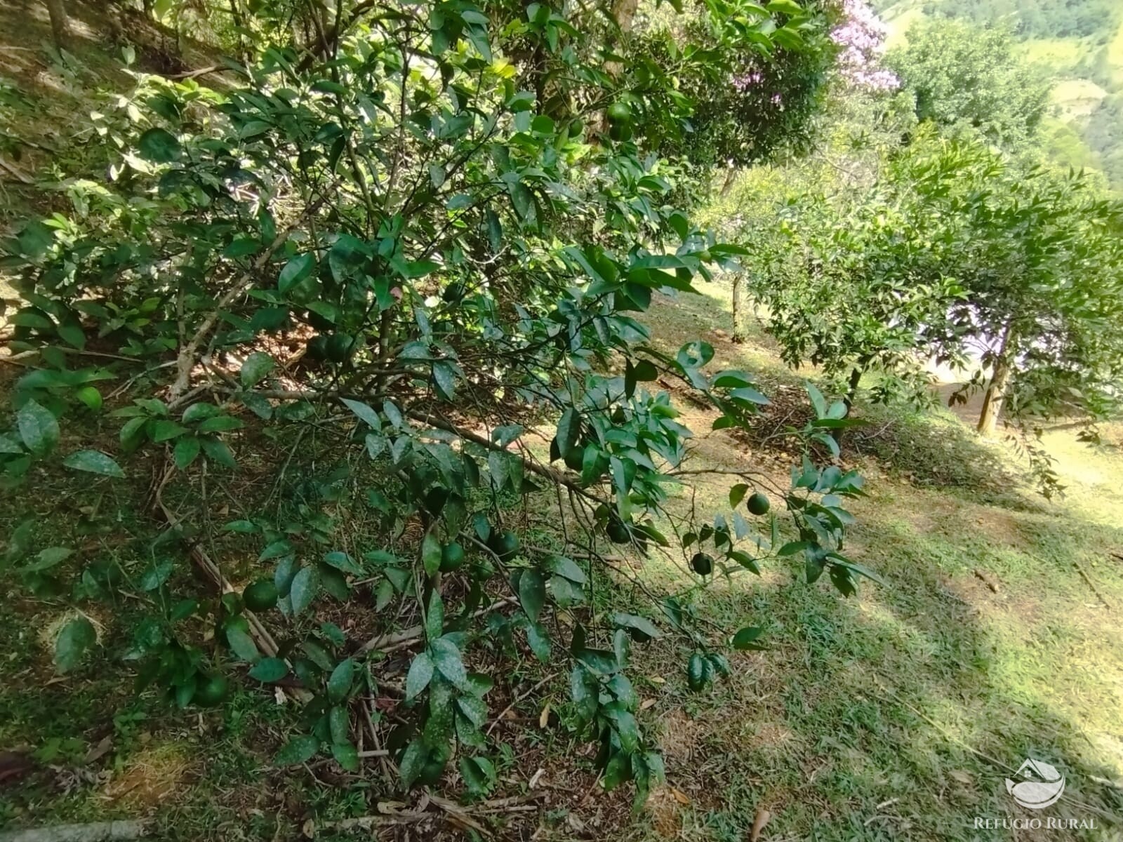 Fazenda à venda com 3 quartos, 11000m² - Foto 17