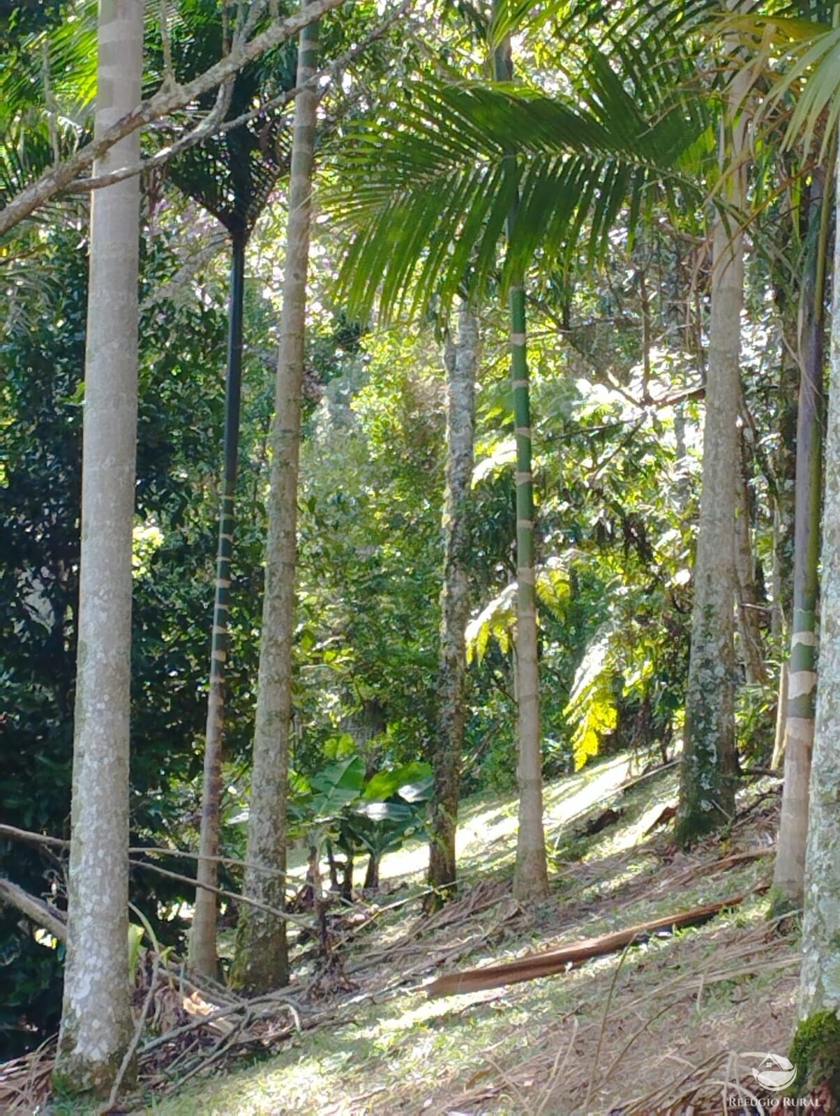 Fazenda à venda com 3 quartos, 11000m² - Foto 7