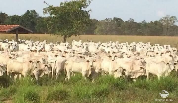 Fazenda à venda com 12 quartos, 2349000000m² - Foto 13
