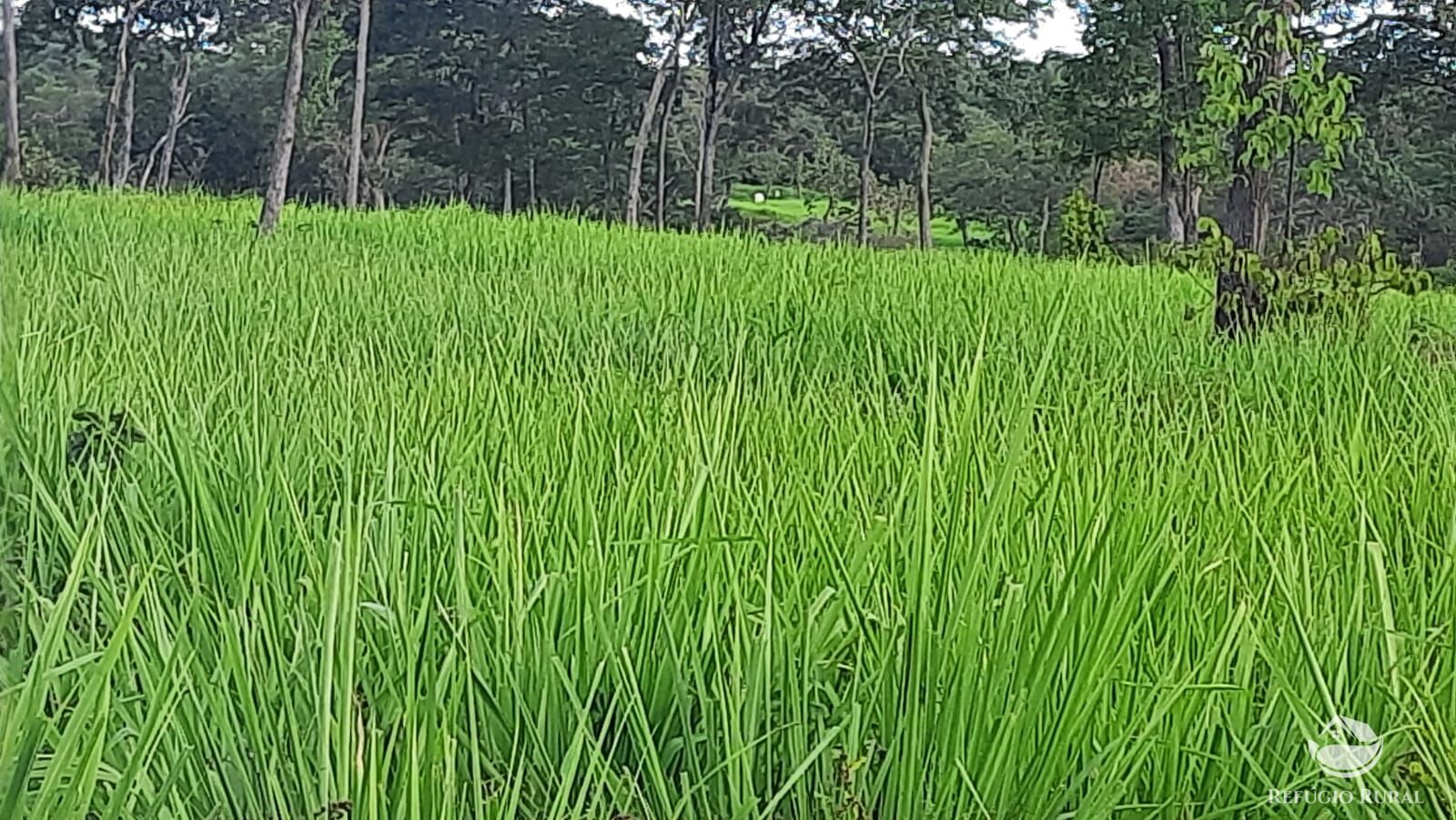 Fazenda à venda com 4 quartos, 4114000m² - Foto 21