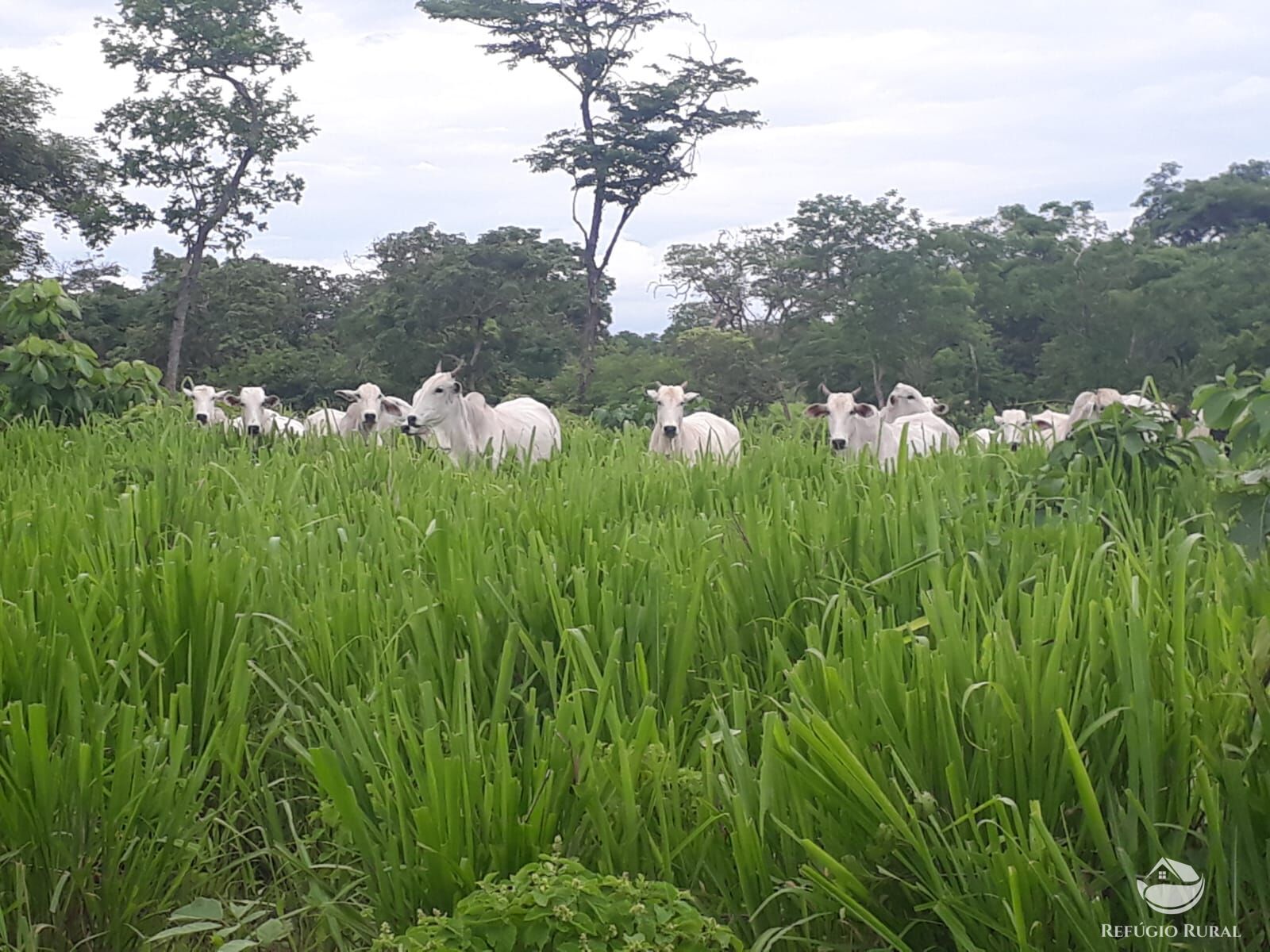 Fazenda à venda com 4 quartos, 4114000m² - Foto 24