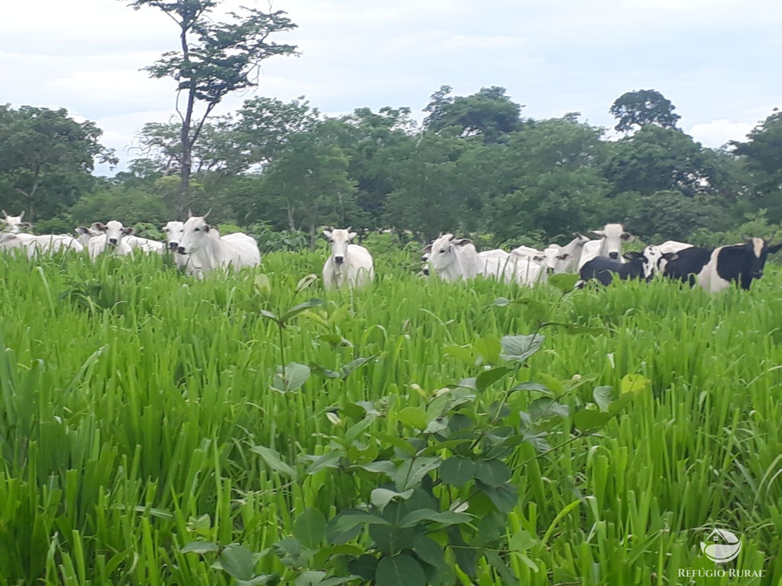 Fazenda à venda com 4 quartos, 4114000m² - Foto 23