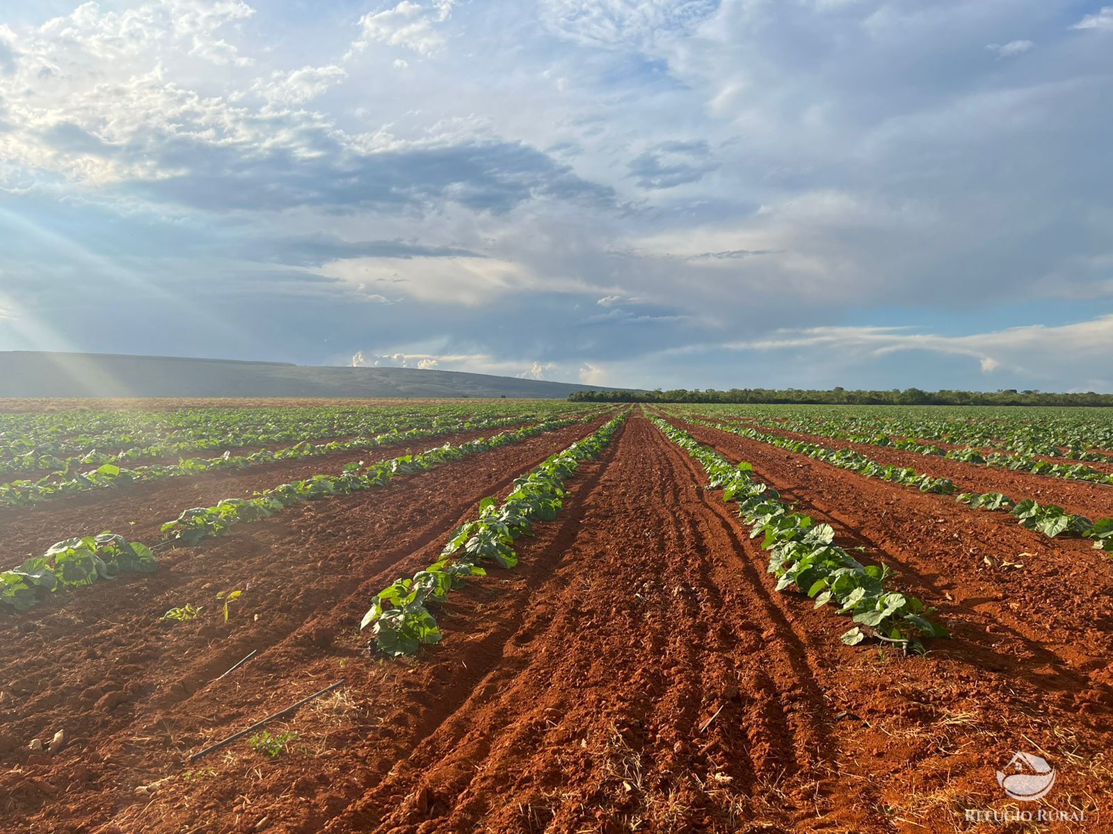 Fazenda à venda com 7 quartos, 25800000m² - Foto 5