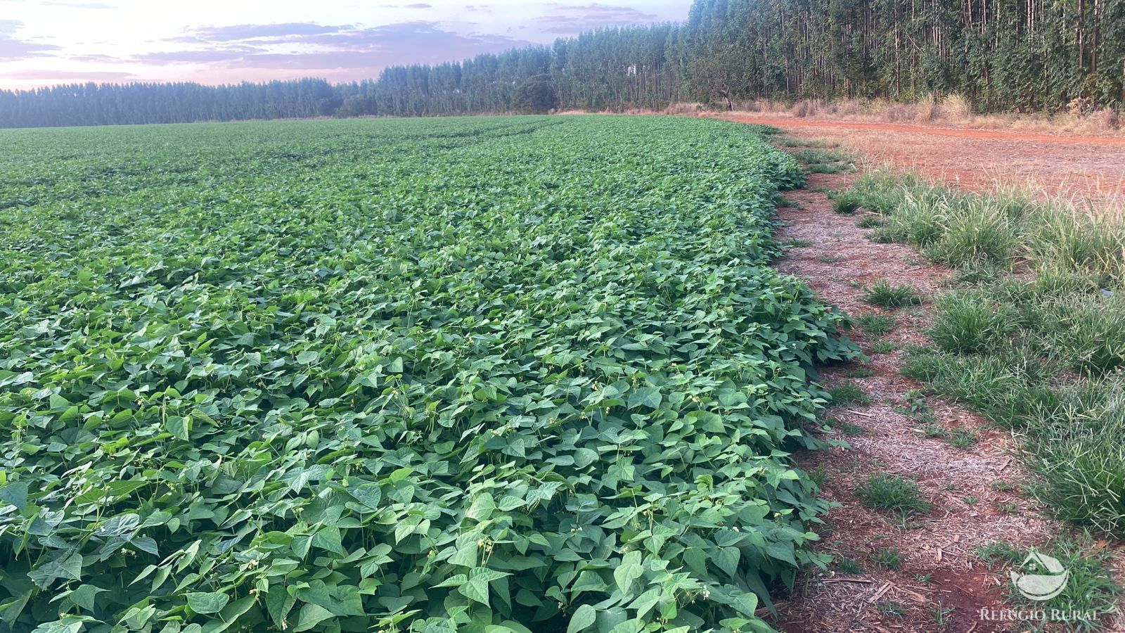 Fazenda à venda com 7 quartos, 25800000m² - Foto 20