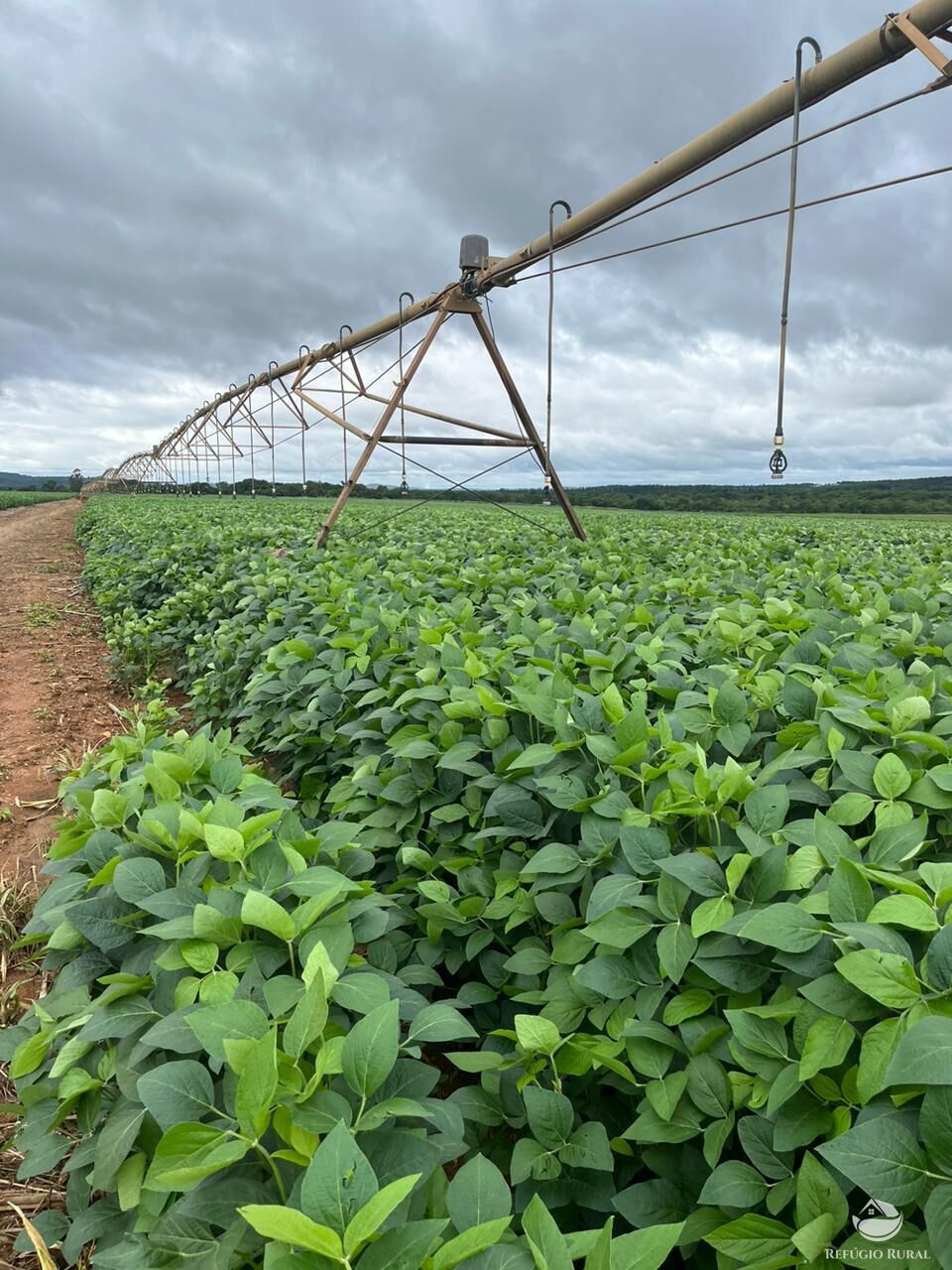 Fazenda à venda com 7 quartos, 25800000m² - Foto 6