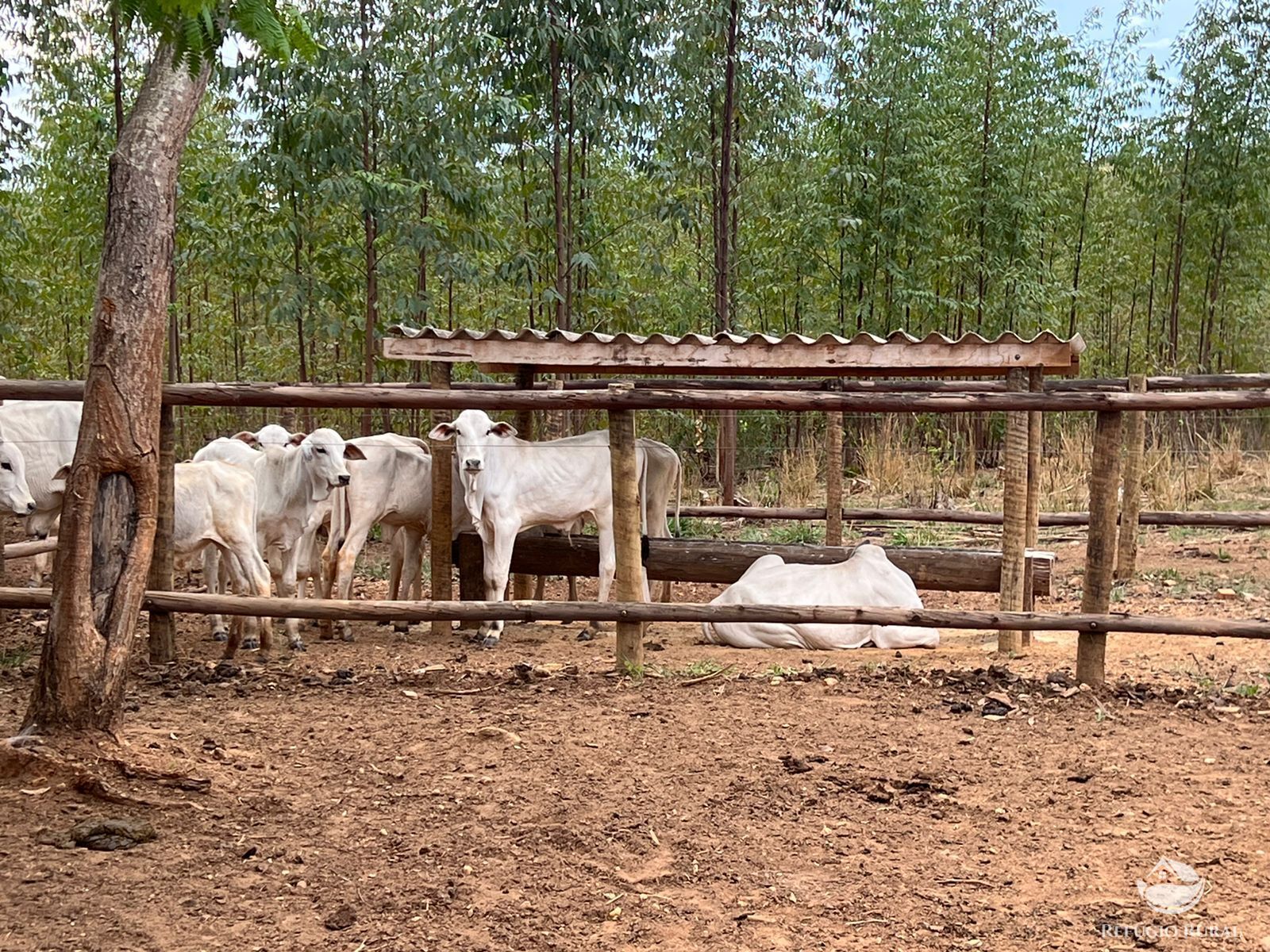 Fazenda à venda com 7 quartos, 25800000m² - Foto 14