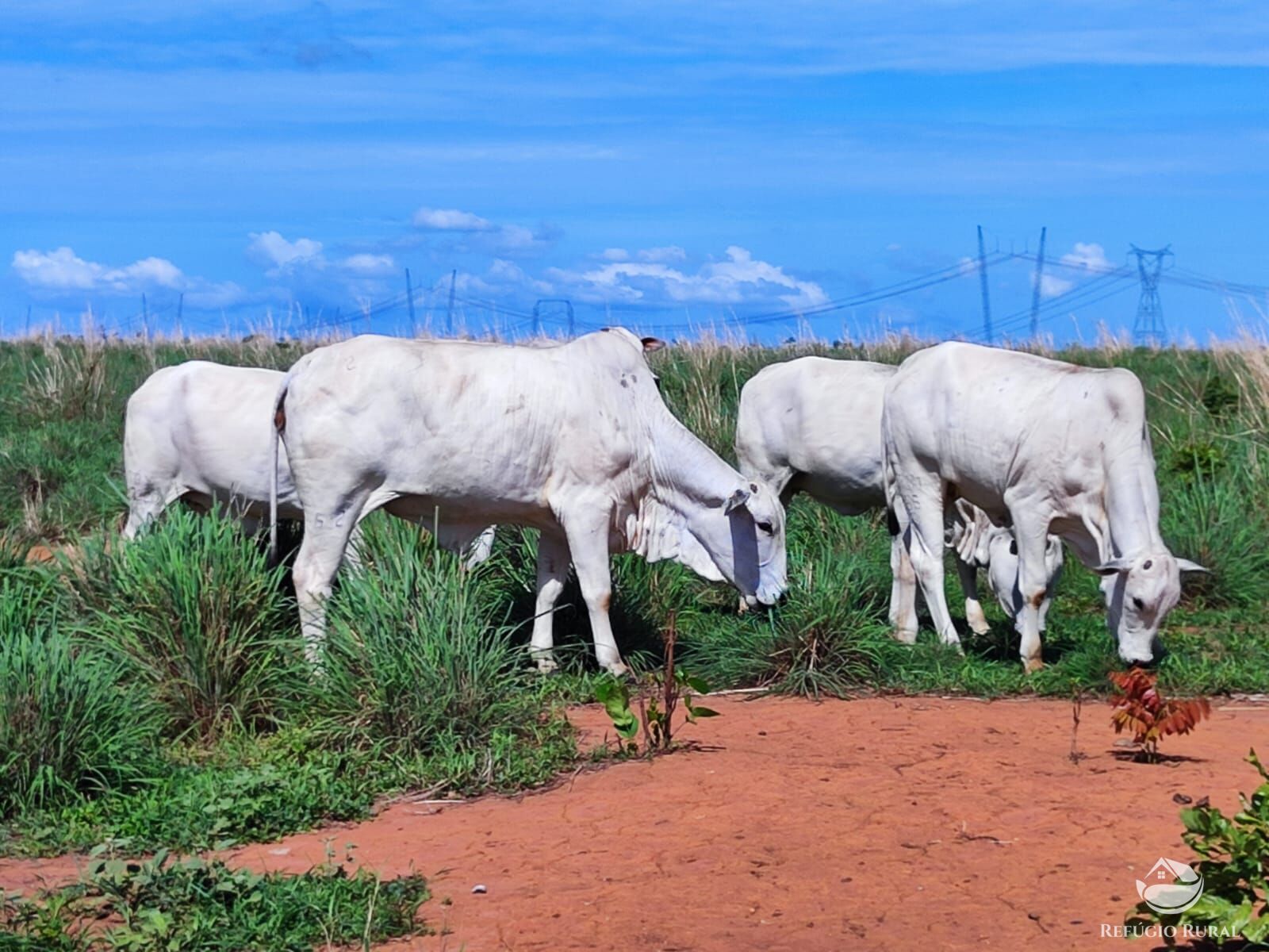 Fazenda à venda com 3 quartos, 72000000m² - Foto 10