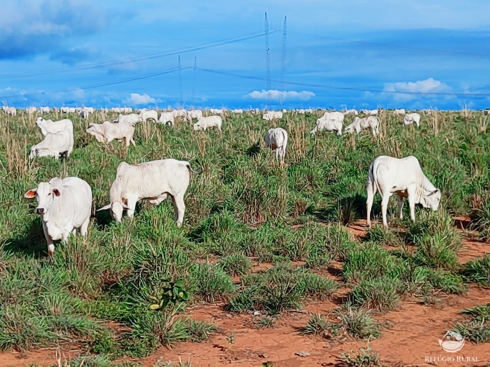 Fazenda à venda com 3 quartos, 72000000m² - Foto 8
