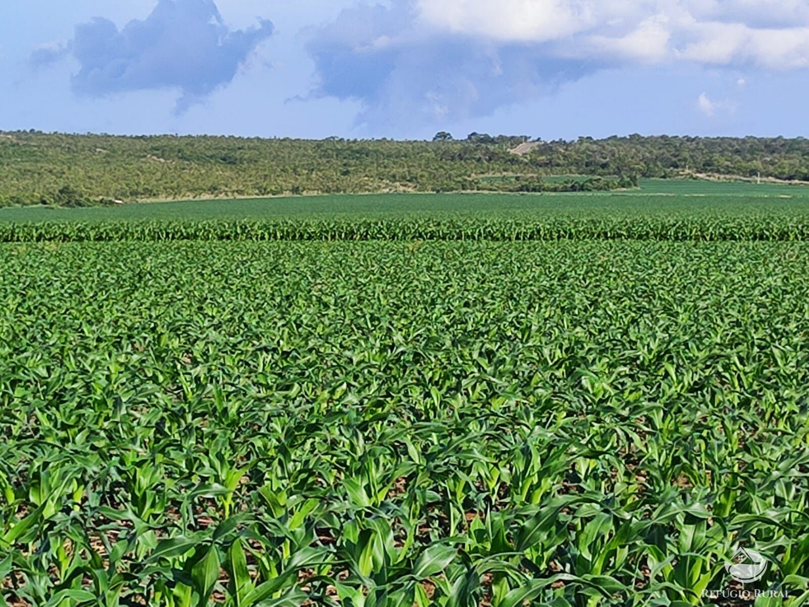 Fazenda à venda com 3 quartos, 72000000m² - Foto 14