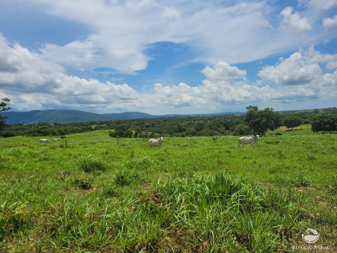 Fazenda à venda com 2 quartos, 15400000m² - Foto 10