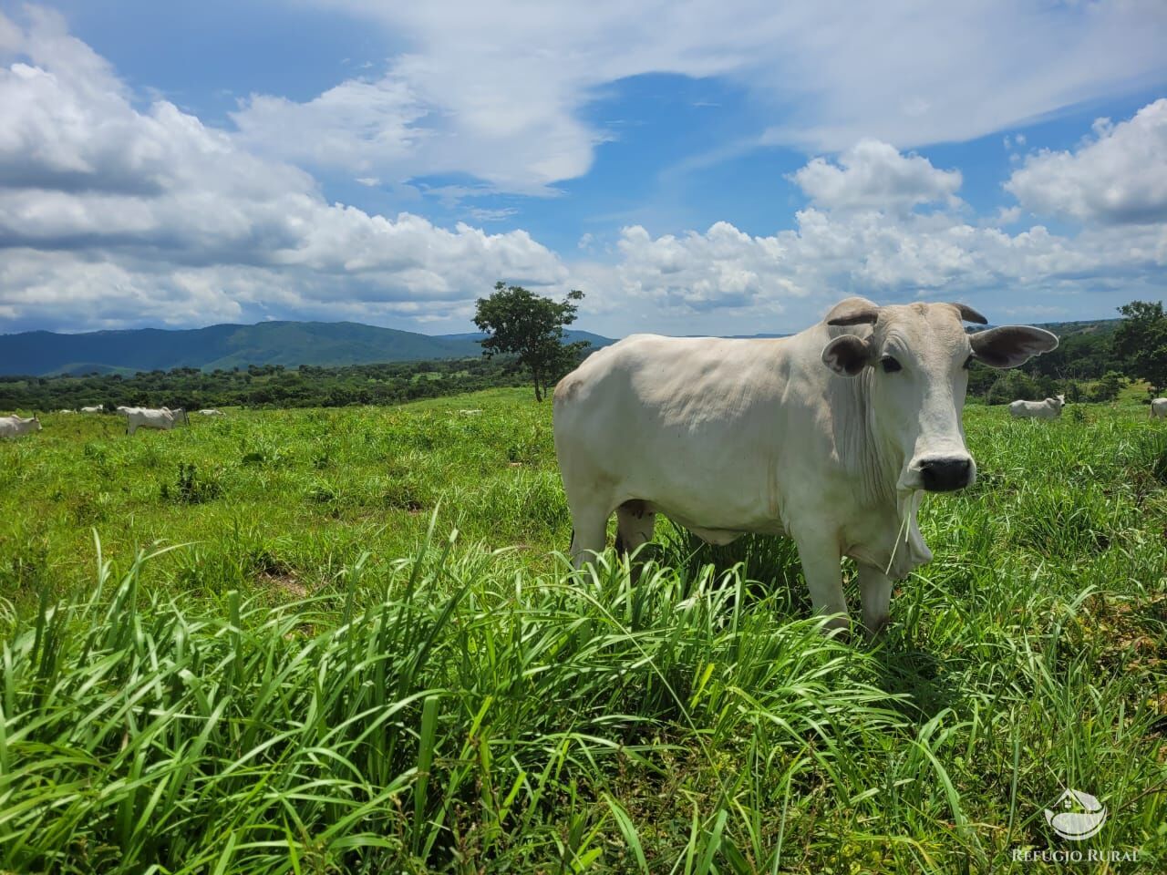 Fazenda à venda com 2 quartos, 15400000m² - Foto 1