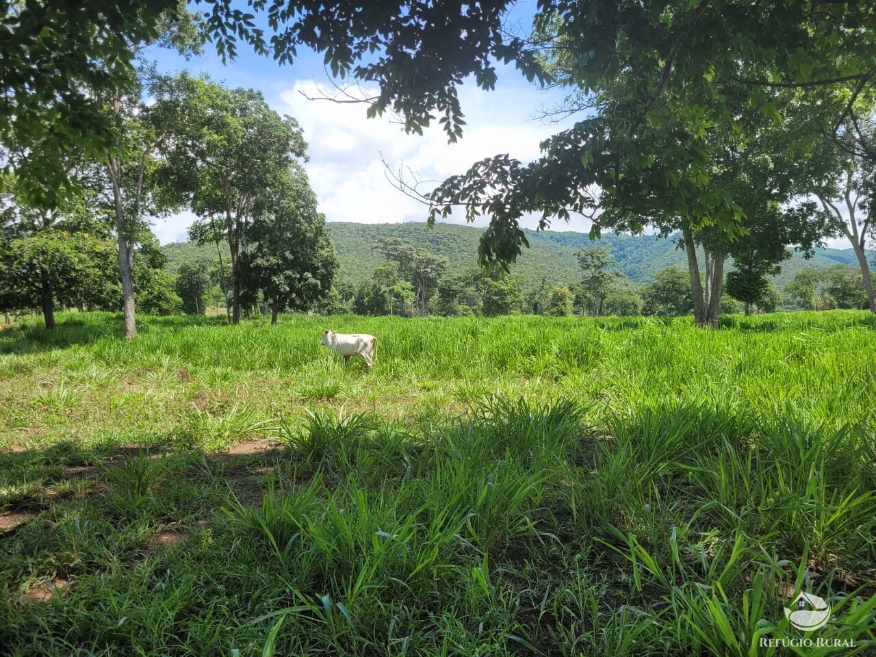 Fazenda à venda com 2 quartos, 15400000m² - Foto 12