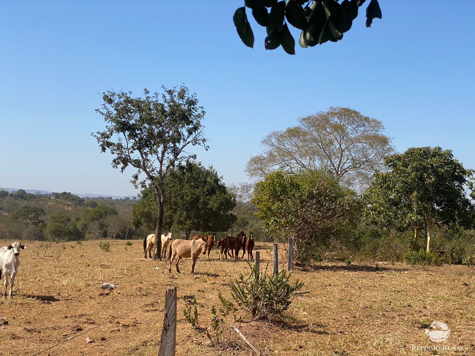 Fazenda à venda com 2 quartos, 15400000m² - Foto 5