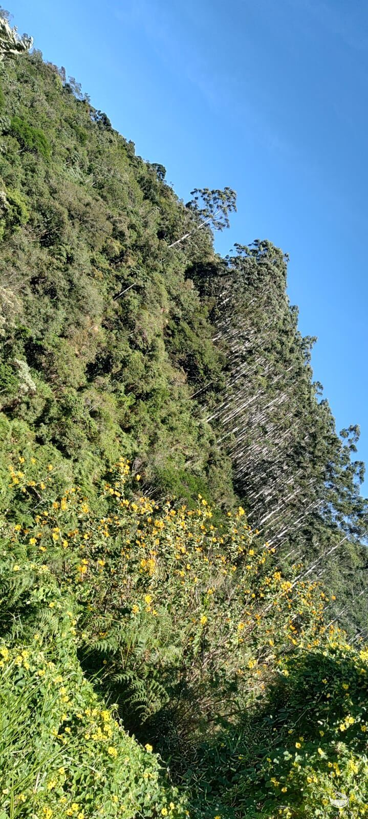 Fazenda à venda com 2 quartos, 18000m² - Foto 10