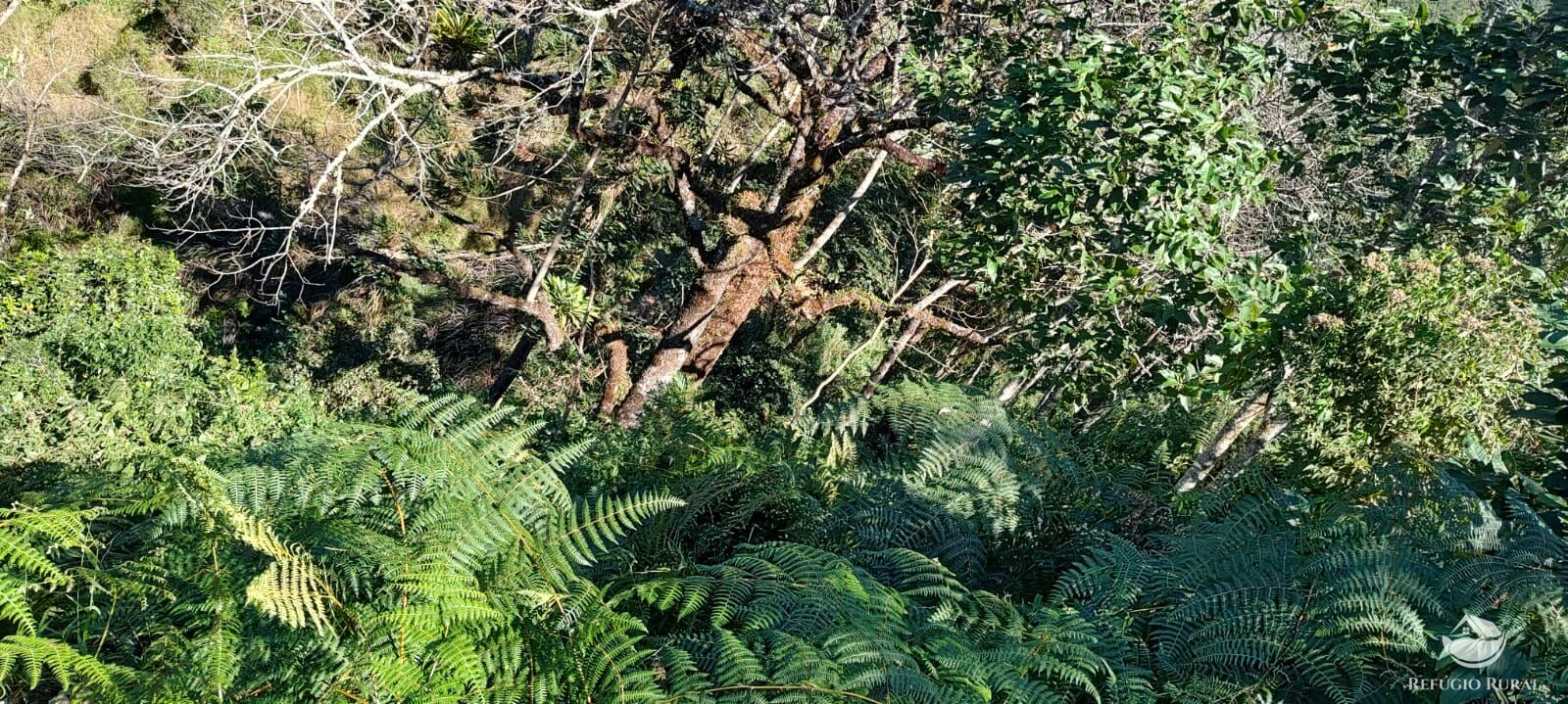 Fazenda à venda com 2 quartos, 18000m² - Foto 19